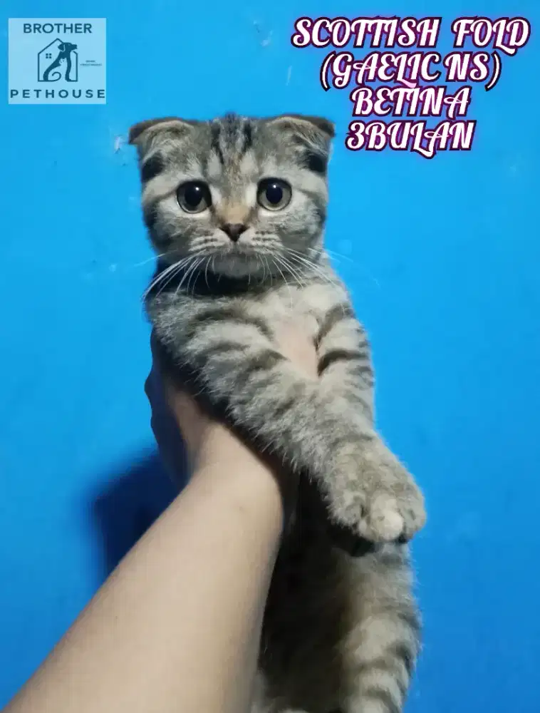 SCOTTISH  FOLD
(GAELIC NS)