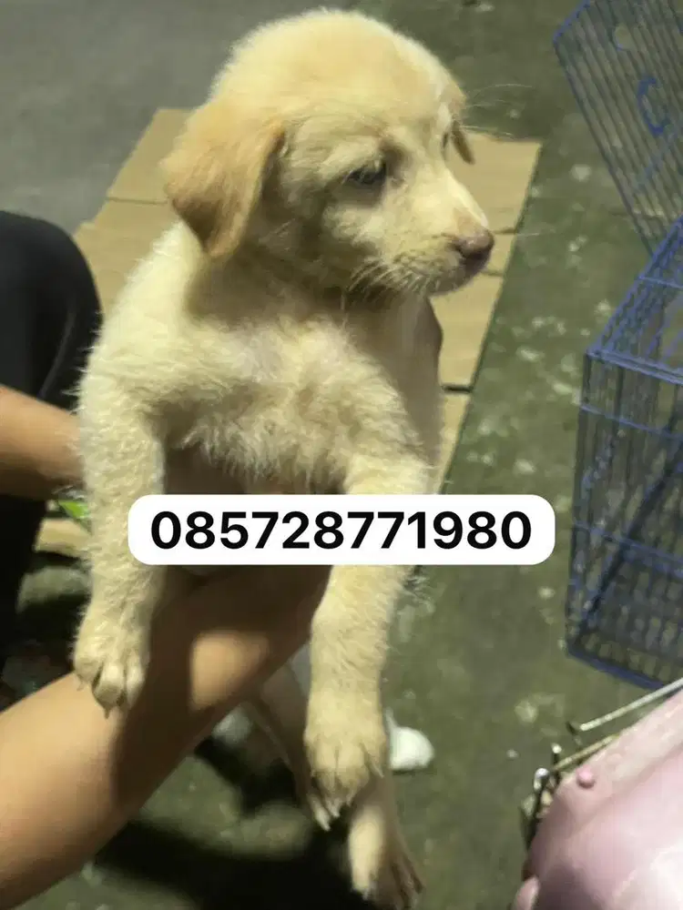 Ibu golden mix bapak golden pure