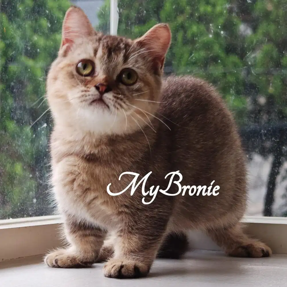 Kucing munchkin british shorthair betina
