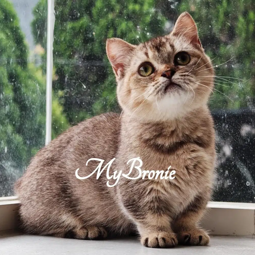 Kucing munchkin british shorthair betina