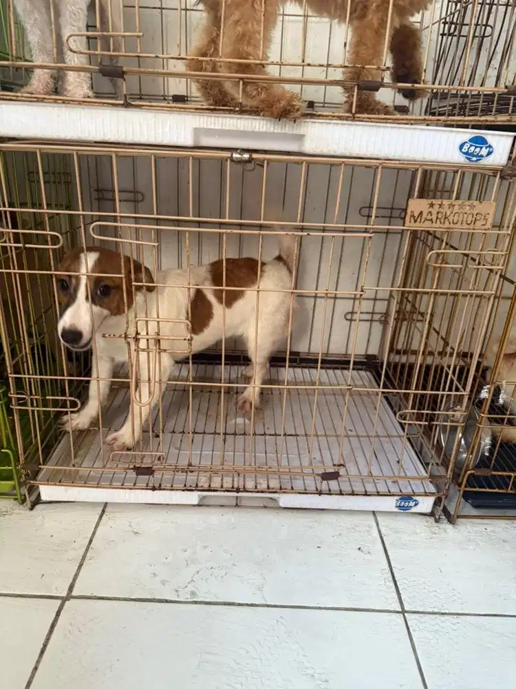 anjing ras jackrussel jantan 5 bulan