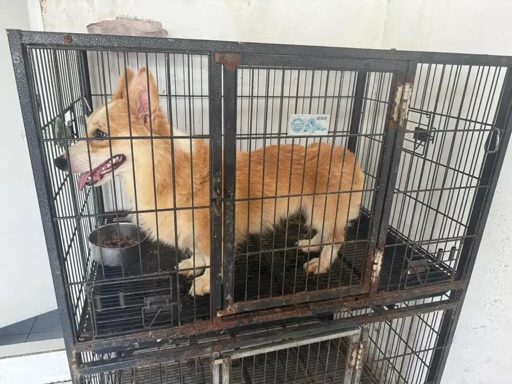 anjing corgi longhair betina 1.5 tahun stamboom