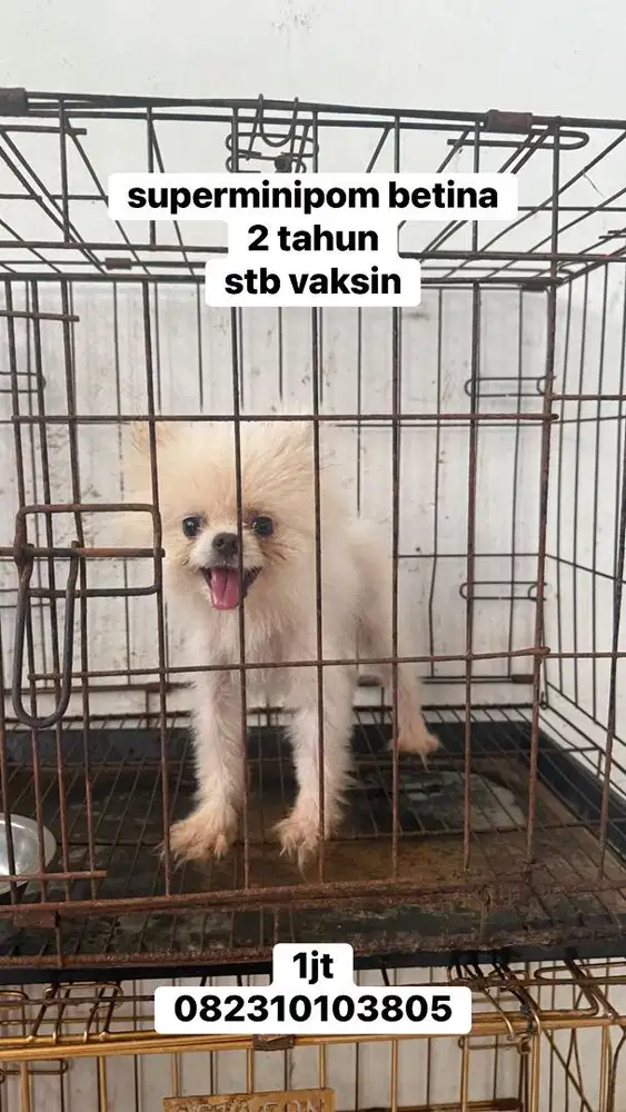 anjing super minipom betina 2 tahun stamboom