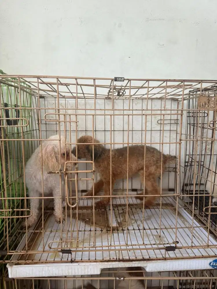 anjing poodle betina jantan