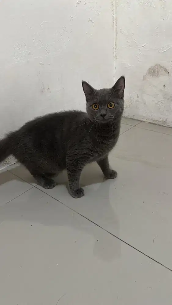 Siap Adopt anakan kucing BSH fold