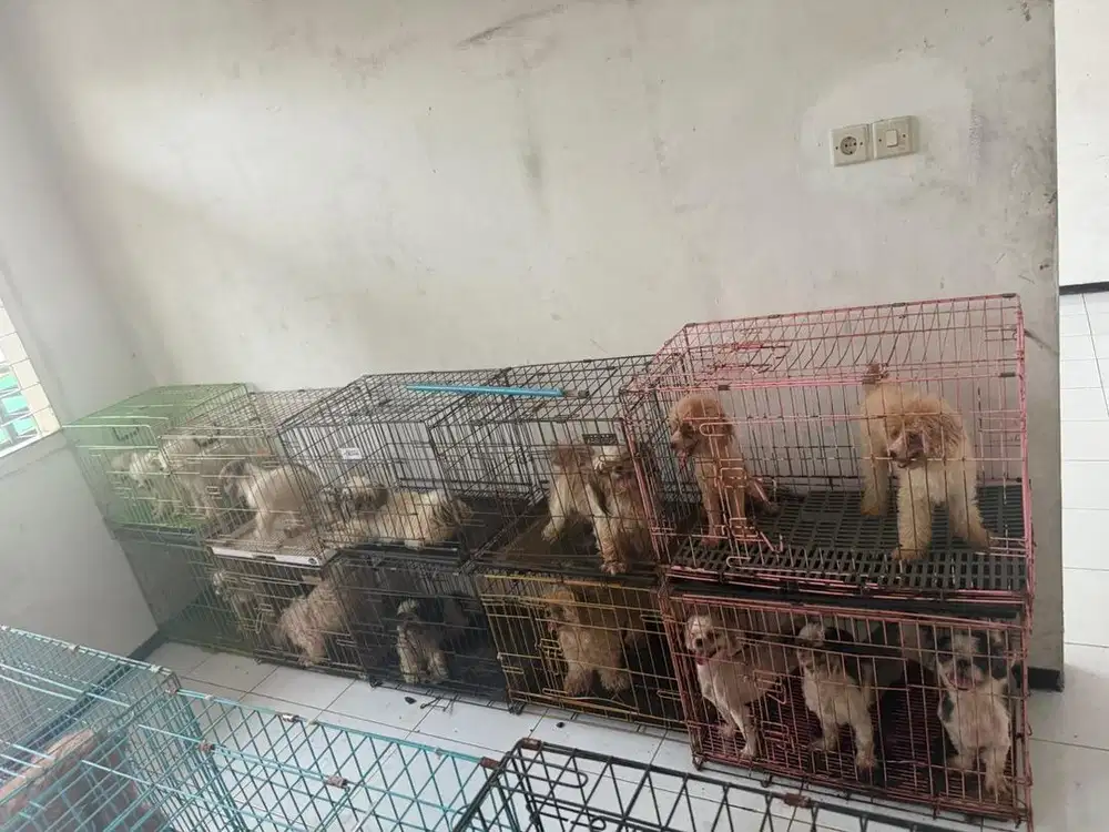 anjing shitzhu jantan dan betina
