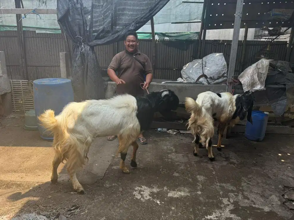kambing qurban super tb97
