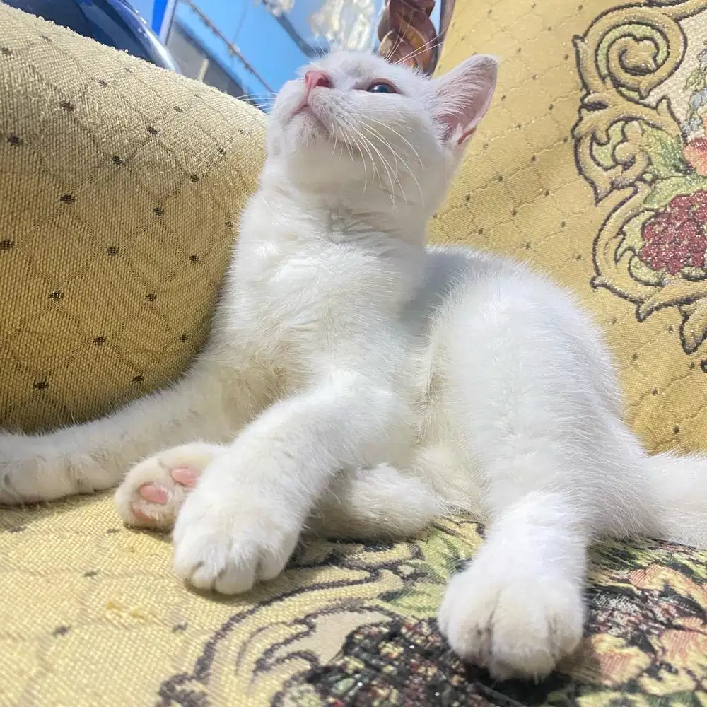 Shorthair betina