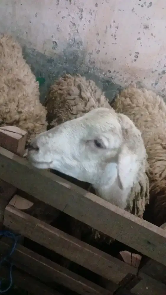 Dijual cepat kambing jaksel