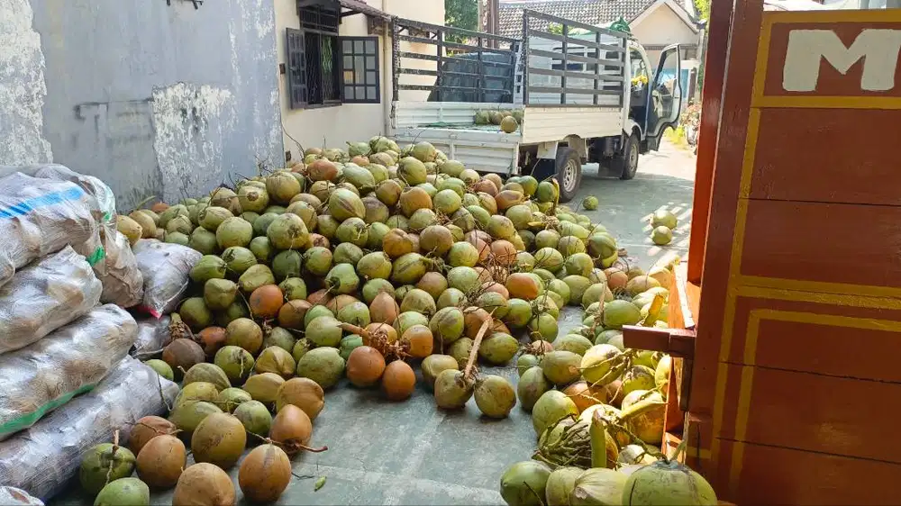 Loker kelapa muda