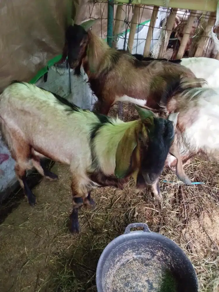 Kambing qurban amanah