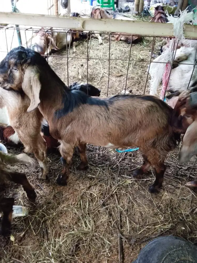 Kambing qurban amanah