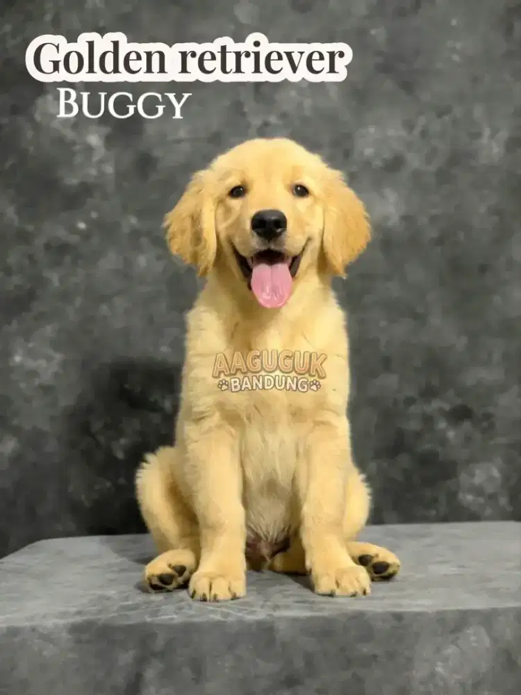 Puppy Golden retriever ( Male )