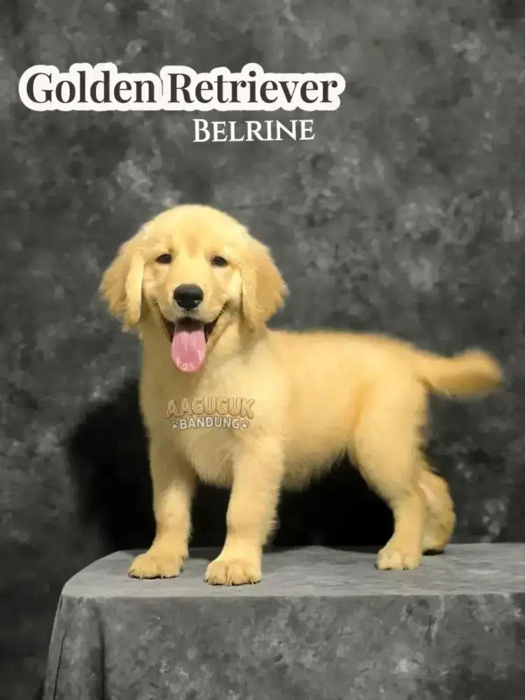 Puppy Golden retriever ( female )