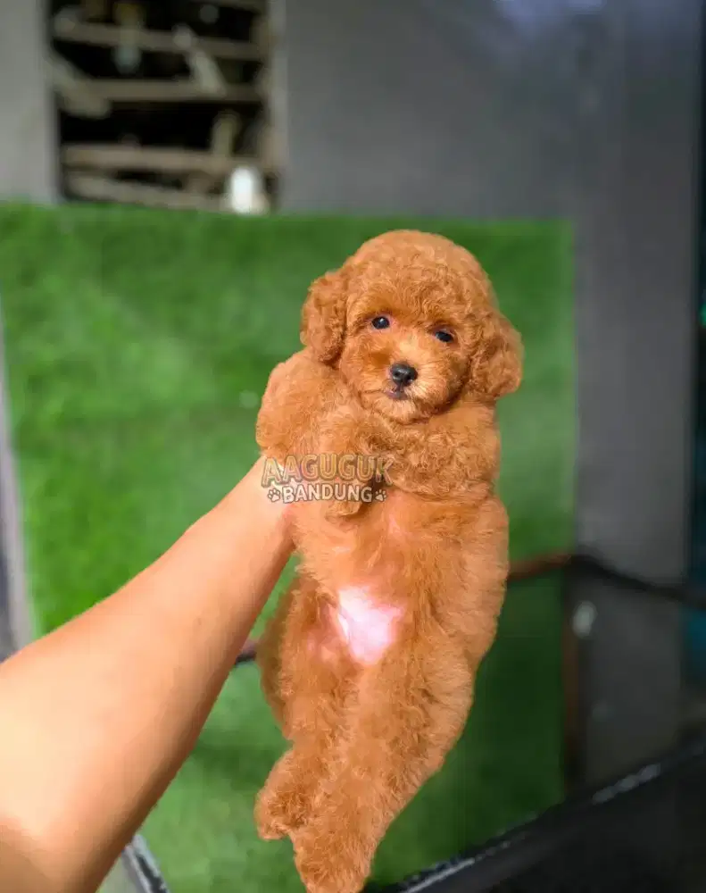 Puppy Toy poodle ( male )