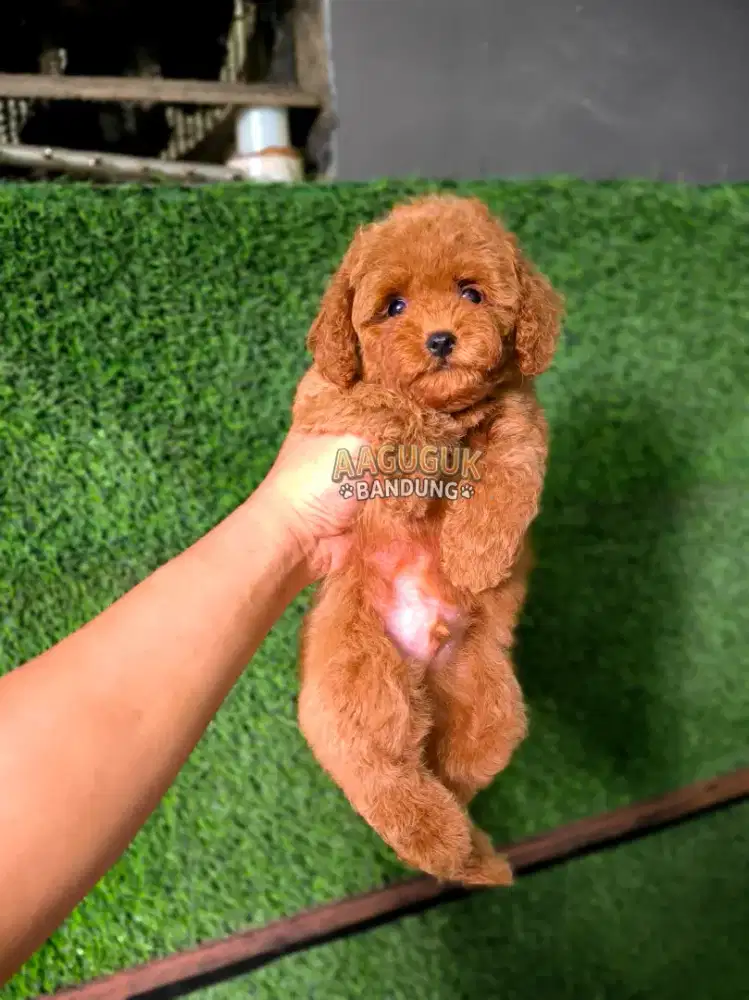 Puppy Toy poodle