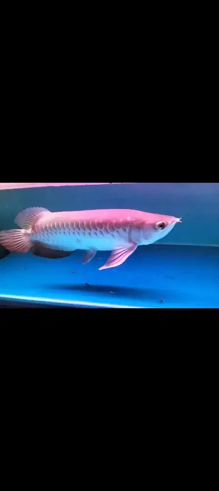 Ikan hias arwana golden red
