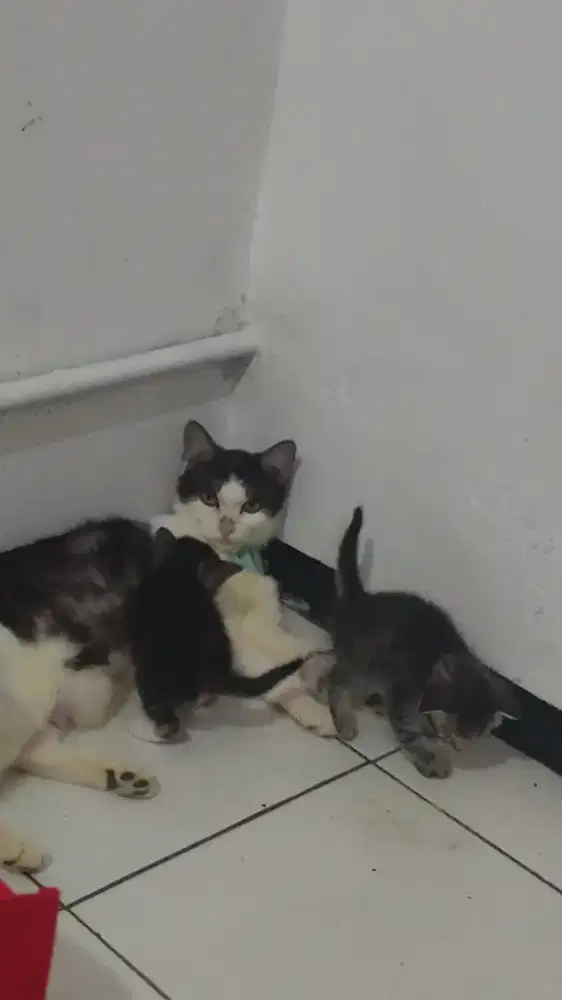 Dicari ART untuk kucing