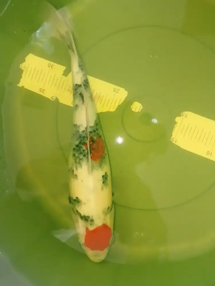 Ikan koi jenis Tancho Showa 37cm