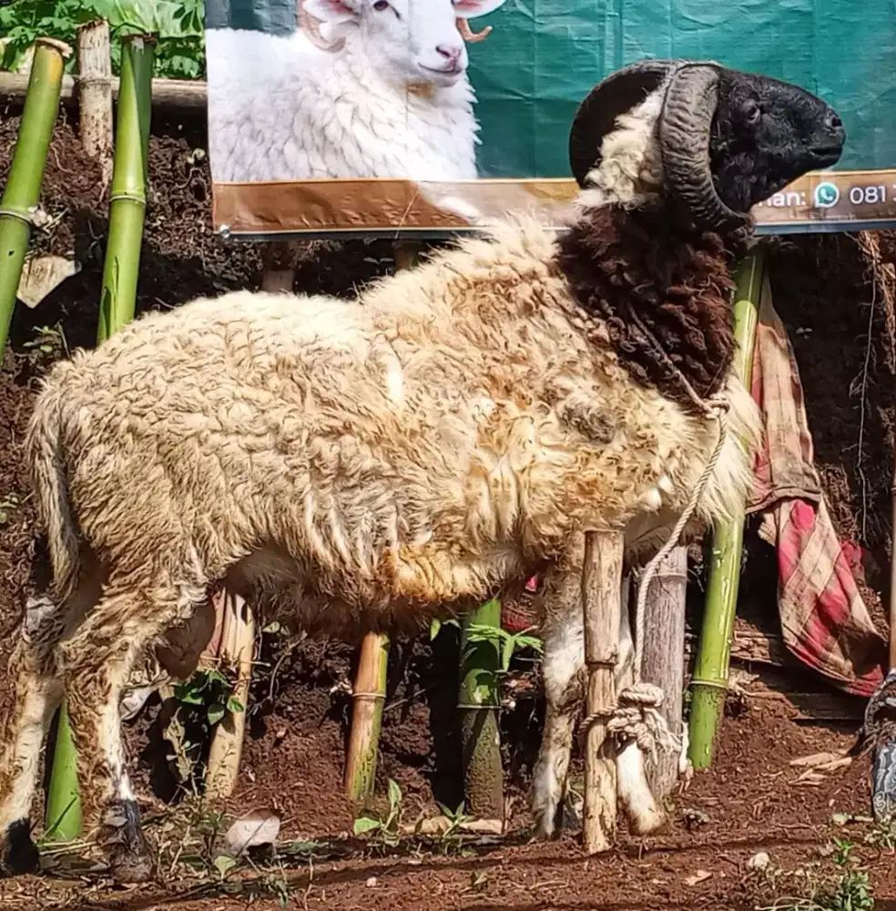 Domba Qurban Istimewa harga Nego sampe deal
