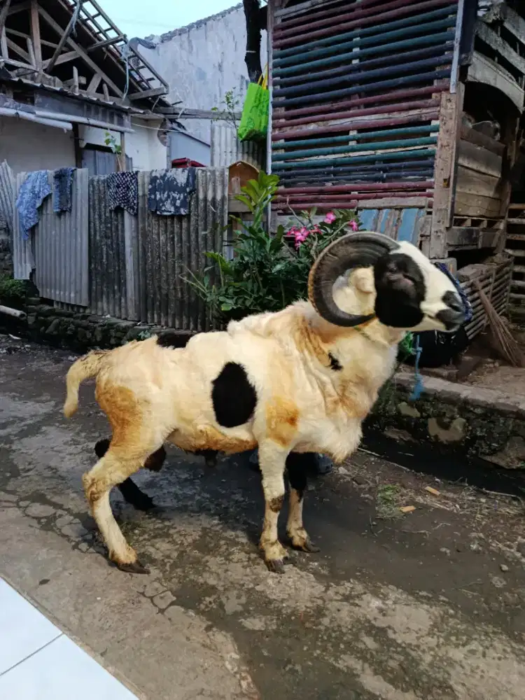 Domba Qurban Amanah Sehat Nego sampe jadi