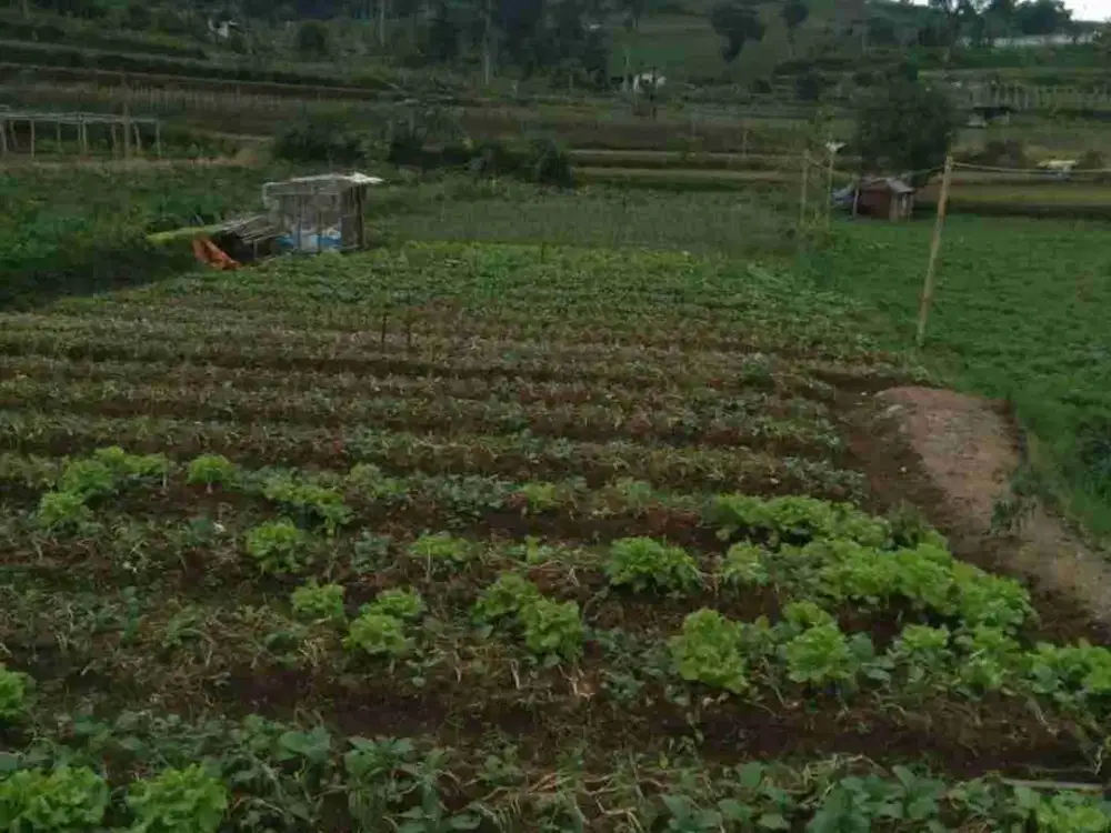di jual tanah kebun shm akses mobil di Cipanas cianjur