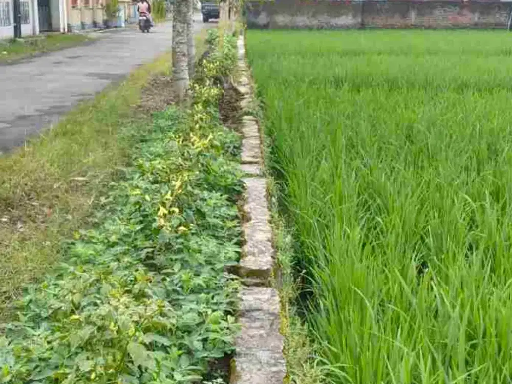 SAWAH SUBUT DI TENGAH PEMUKIMAN PENDUDUK MAOS LOR CILACAP