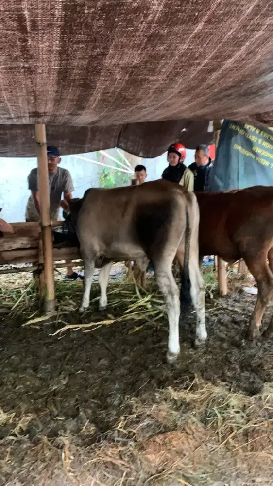 Sapi Qurban sehat untuk orang Ciwastra Sehat Gede Karkas puas