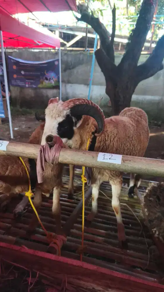 Sapi & Domba Qurban sesuai syariat