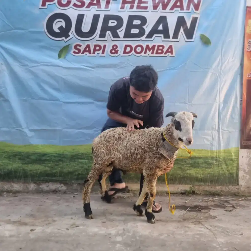 Hewan Qurban Amanah & Berkualitas | Bisa Survey Langsung