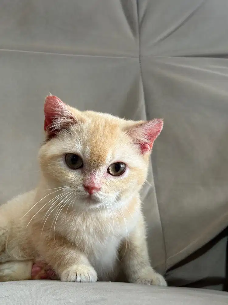 British shorthair kitten 3 bulan, jantan ginger blue eyes