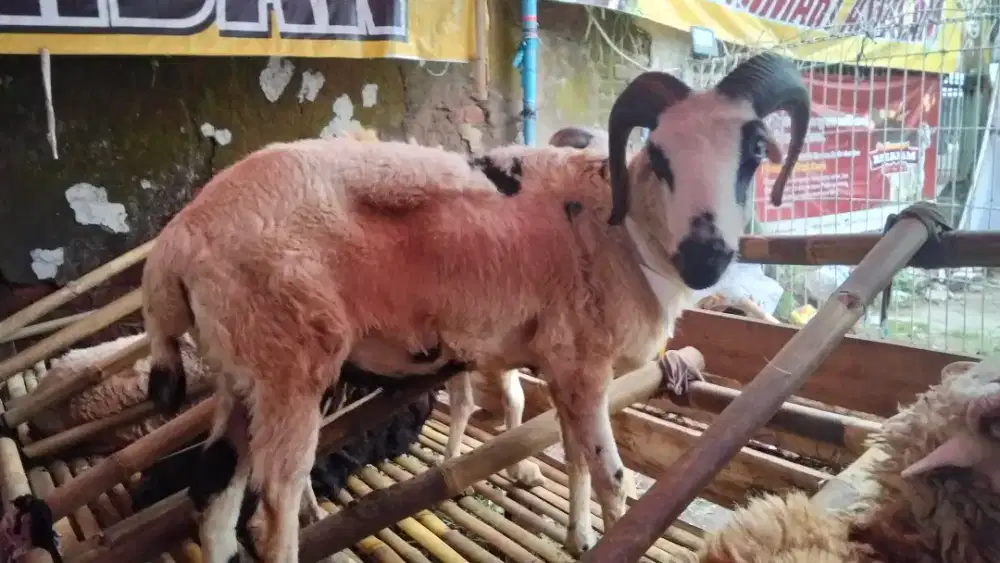 Jual Domba Qurban Gratis Kaos Jersey Persib
