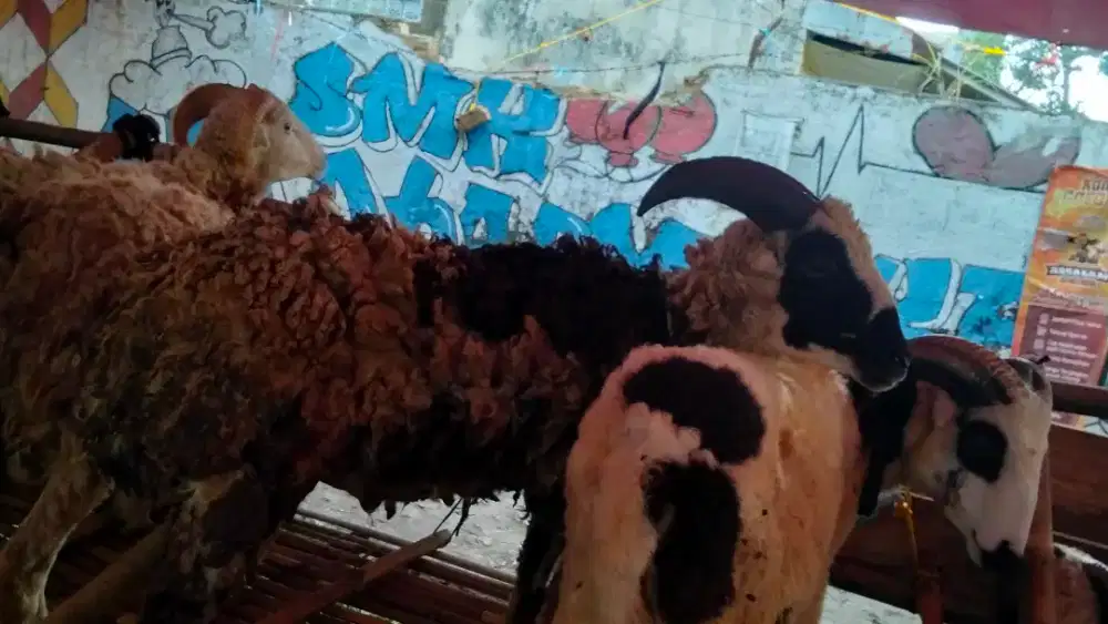 Domba Qurban Sehat Gratis Ongkir