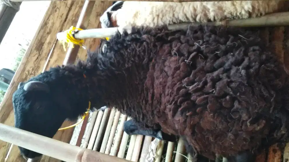 Jual Domba Qurban Sehat