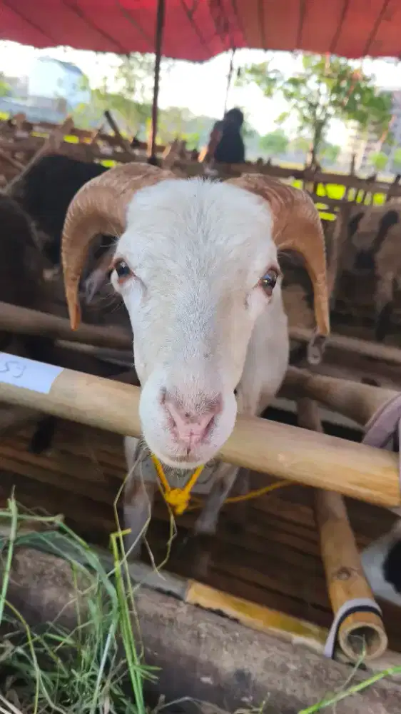 HEWAN QURBAN DOMBA,SAPI MURAH NEGO SAMPAI DEAL