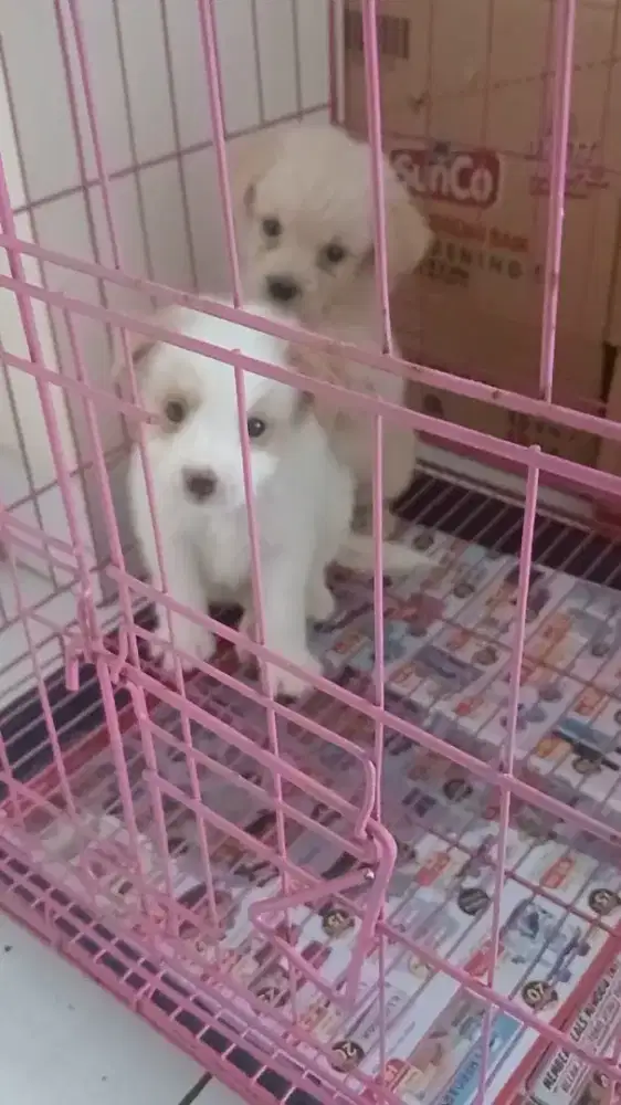 Anak Anjing Lucu
