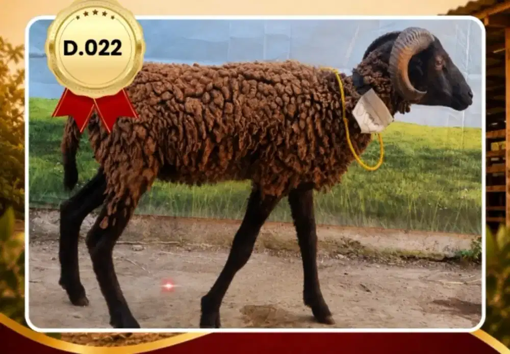 Dijual domba qurban