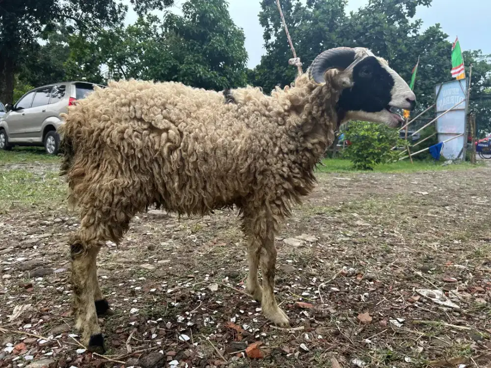 Jual Domba Murah Sehat Terawat Siap Antar