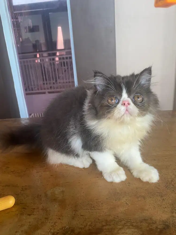 Lepas adop peaknose