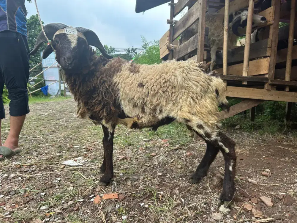 Jual Domba Jantan Betina Sehat Siap Kirim Area Terdekat
