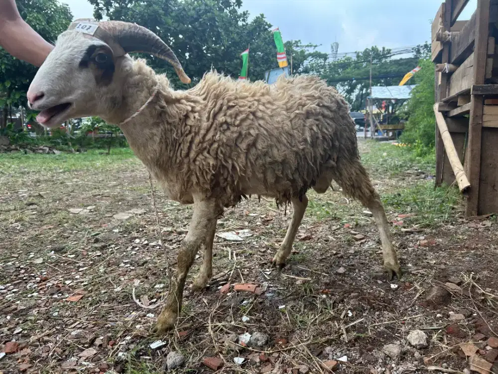 Jual Domba Siap Qurban Harga Murah Kualitas Terjamin NEGO