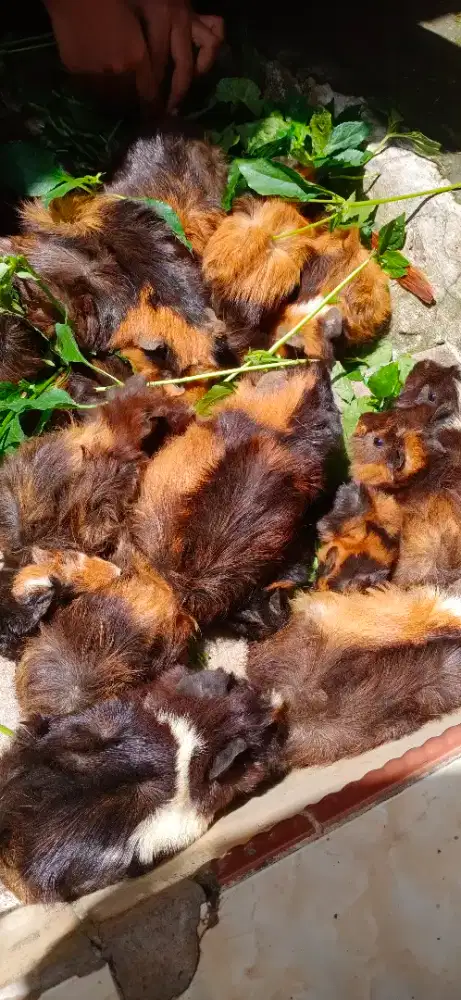JUAL MARMUT LOKAL
