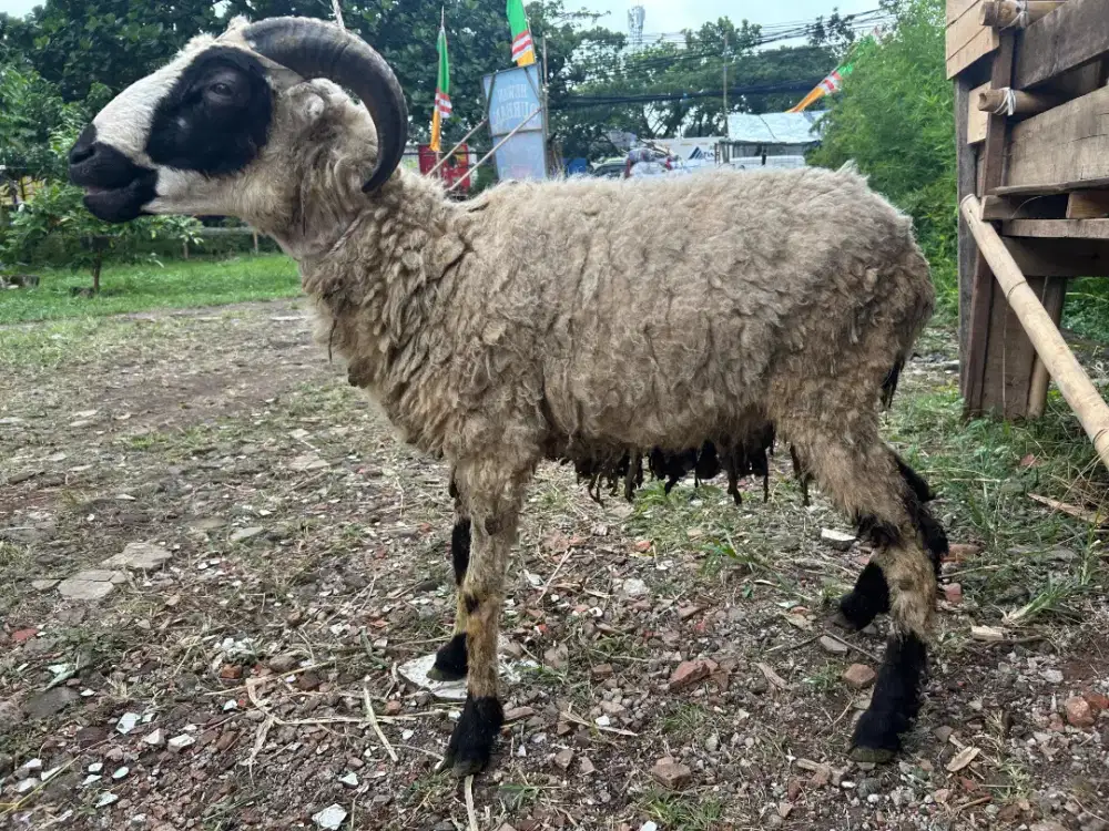 Jual Domba Siap Qurban Harga Murah Kualitas Terjamin NEGO