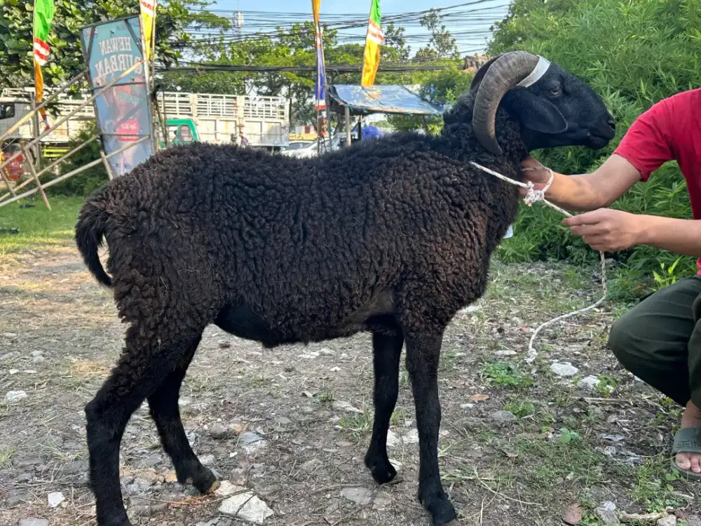 Jual Domba Peternakan Langsung Sehat Gemuk Harga Grosir NEGO