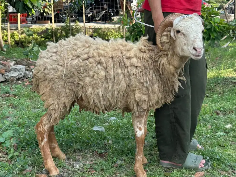 Jual Domba Murah Sehat Terawat Siap Antar