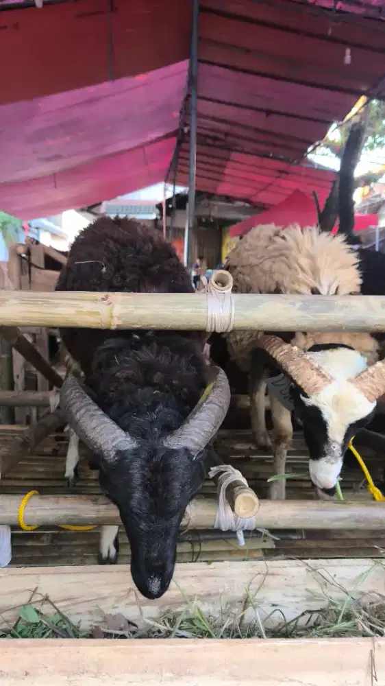 DOMBA DAN SAPI UNTUK QURBAN BANYAK DISKON