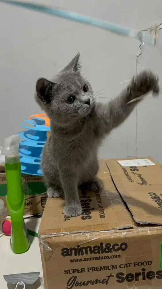 British Shorthair Blue Kitten