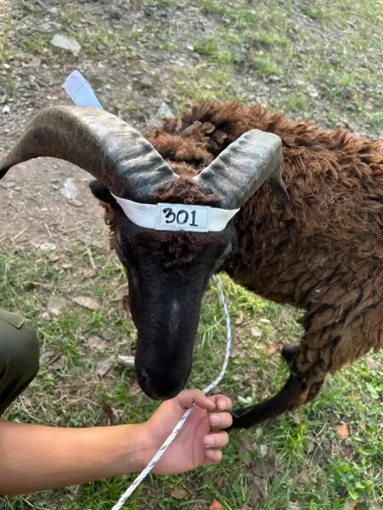 Jual Domba Siap Qurban Harga Murah Kualitas Terjamin NEGI