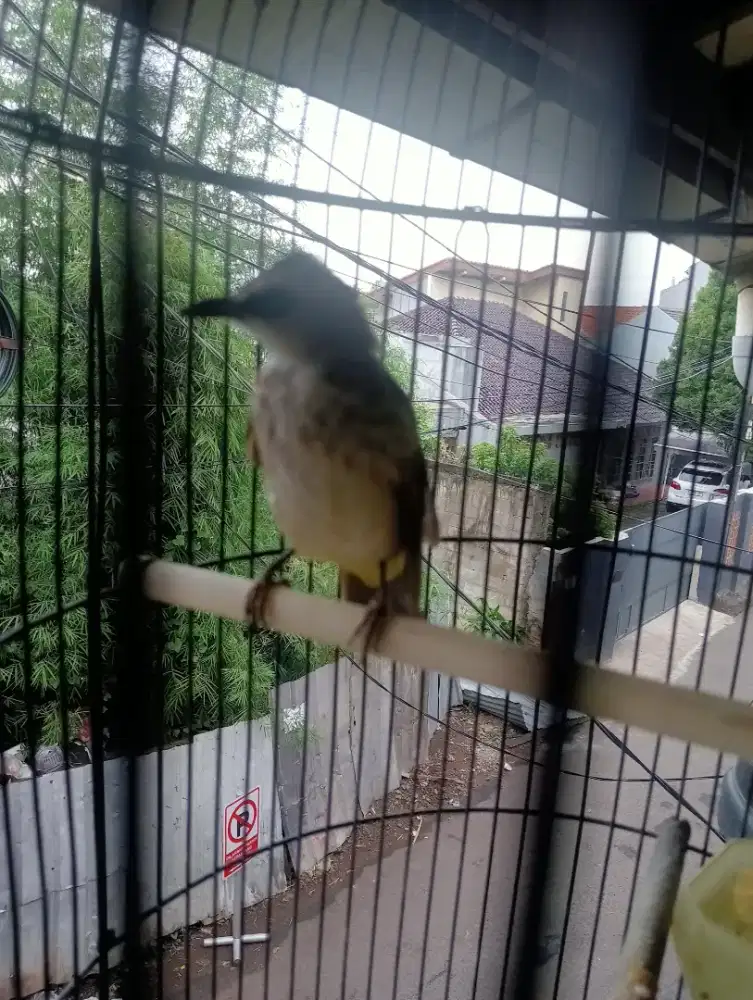 Di jual burung trucuk alarm subuh