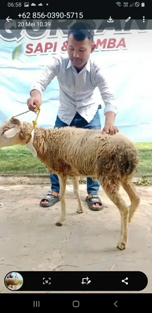 Jual hewan qurban domba & sapi sehat bandung